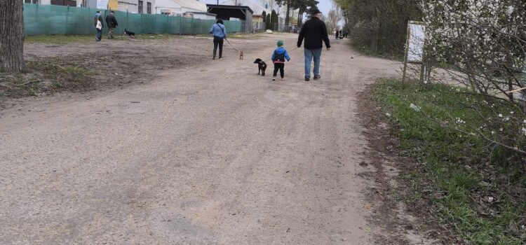 Spacer z pieskami ze schroniska