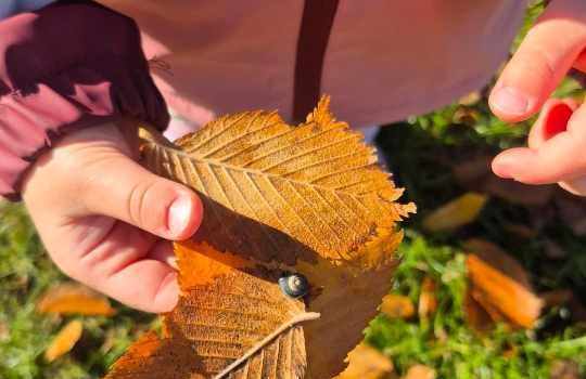 Jesienne zabawy Kangurków na placu zabaw! 🍁 Jesienne zabawy Kangurków na placu zabaw! 🍁